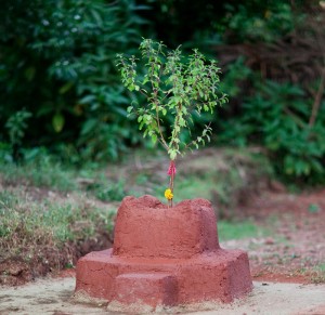 Tulsi for Vaastu Dosh