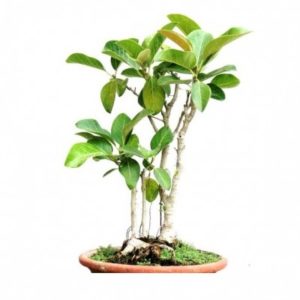 bonsai plant